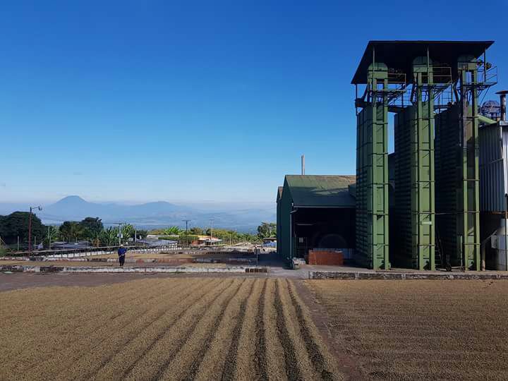 EL Salvador Lyquidambar