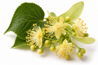 Flor de tilo