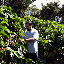Cargar imagen en el visor de la galería, EL Salvador Lyquidambar