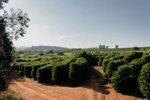 MEKE SPECIALTY Brasil Fazenda Matao