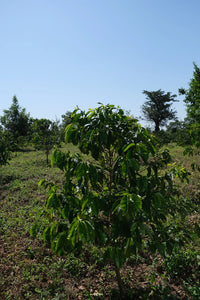 MEKE SPECIALTY Kenia - Matunda