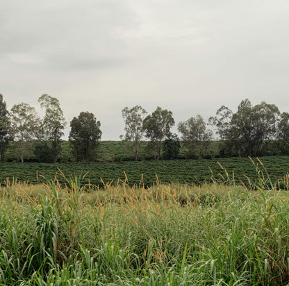 Brasil Fazenda Pinheiro