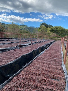 EL Salvador Lyquidambar
