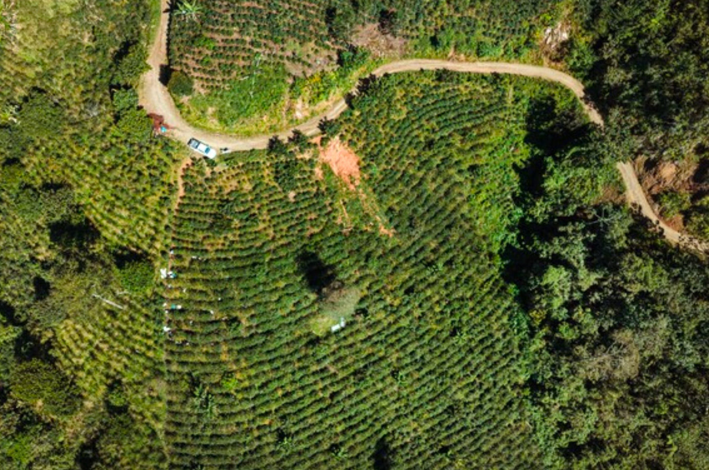 Perú San Martín Descafeinado Orgánico