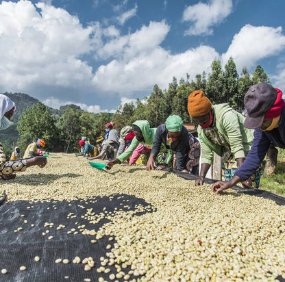 Ruanda Greengo Orgánico