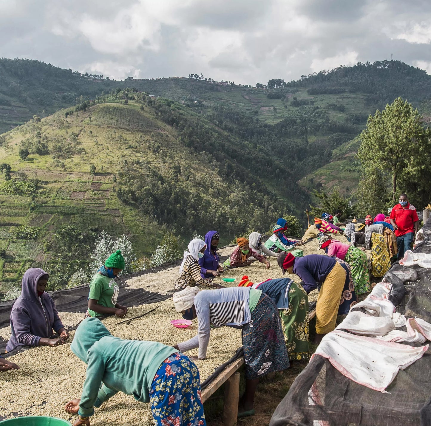 Ruanda Greengo Orgánico