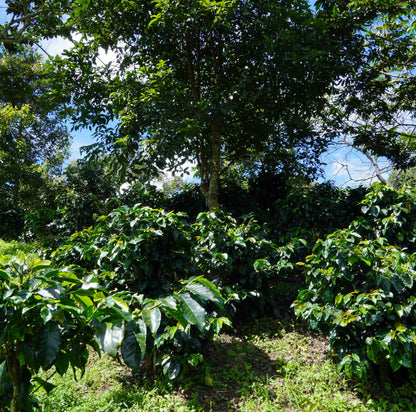 Colombia Ucamarí Orgánico