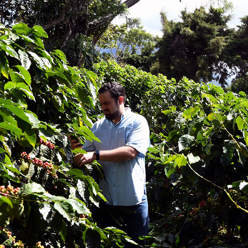 EL Salvador Lyquidambar