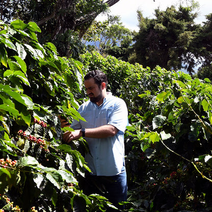 EL Salvador Lyquidambar